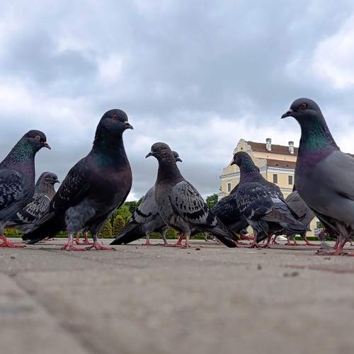 Photo #13721413