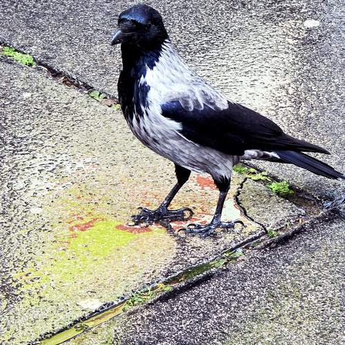 Photo #13721639