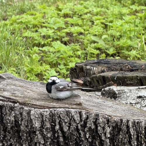 Photo #13721643