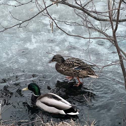 Photo #13721648