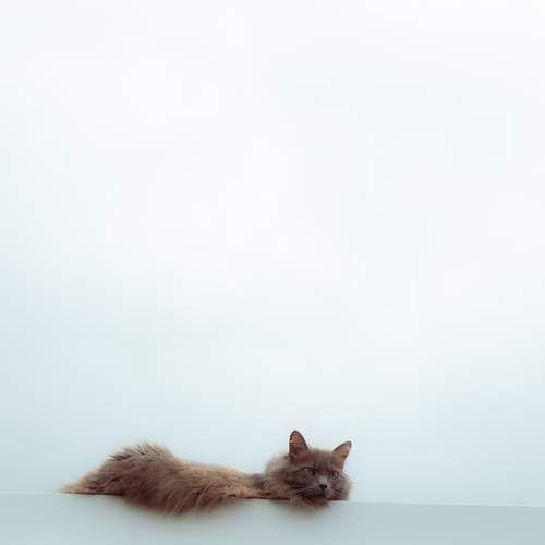 Photo #13721732