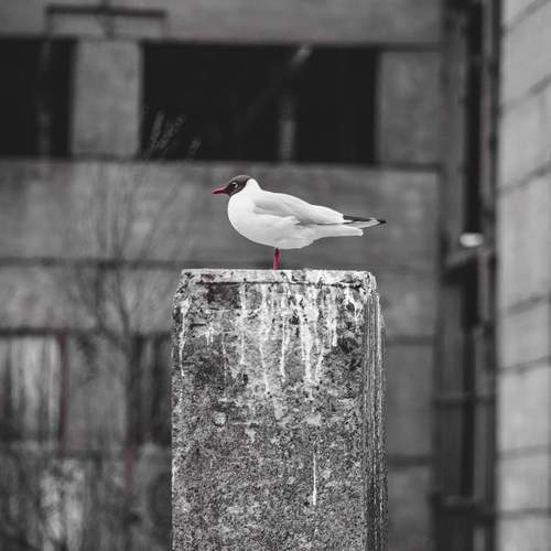 Photo #13721771