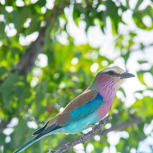 Lilac-breasted roller