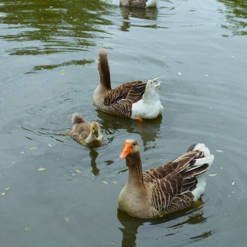 Photo #13722140