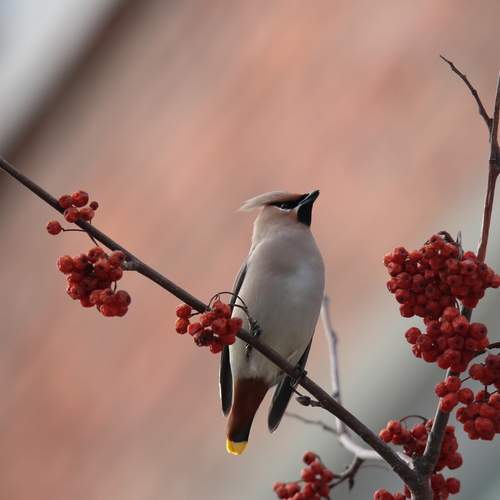 Photo #13722254