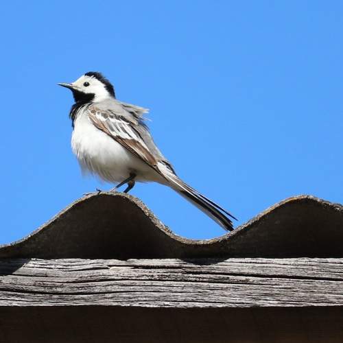 Photo #13722328