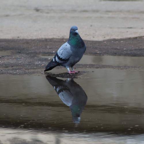Photo #13722345