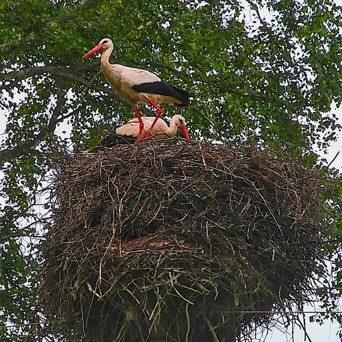 Photo #13722463