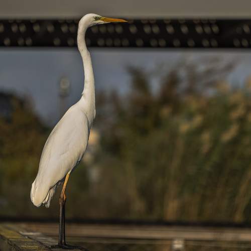 Photo #13722483