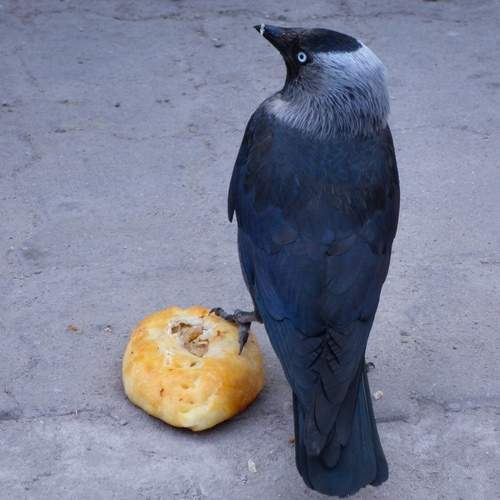 Photo #13722546