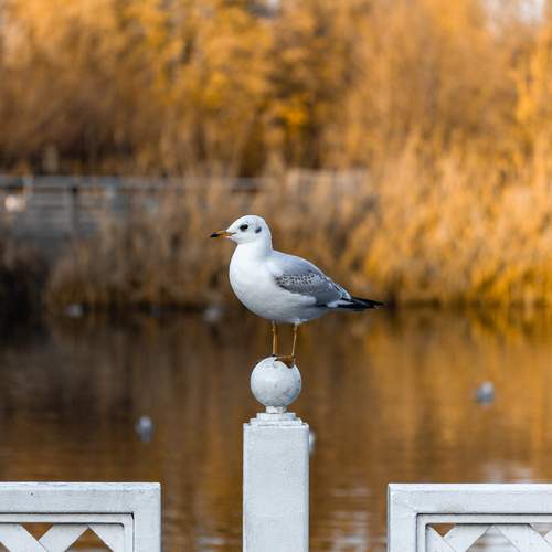 Photo #13722611