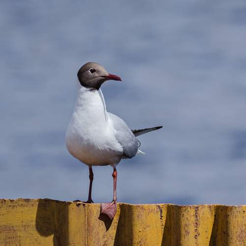 Photo #13722672