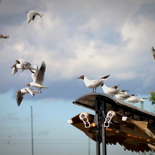 Photo #13722736