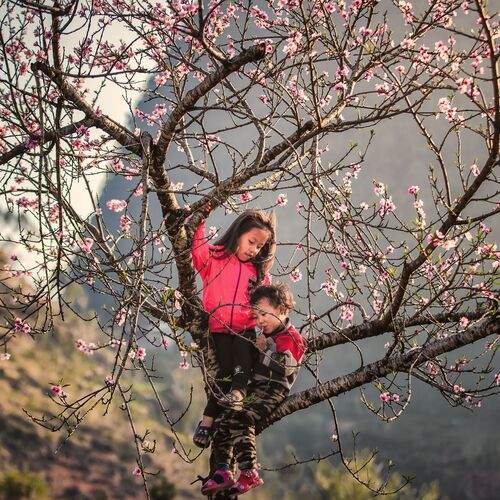 Tran Linh
