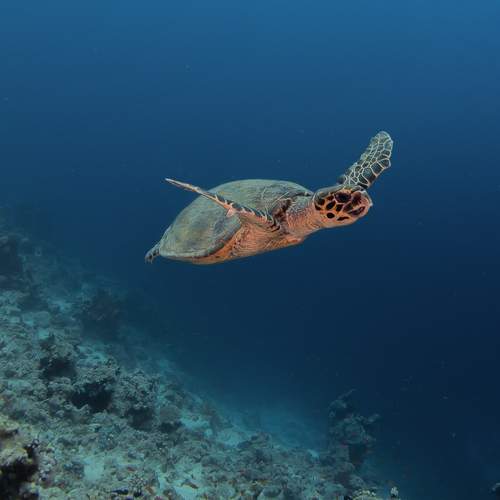 Photo #13722966