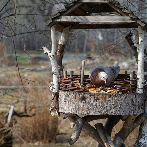 Photo #13723054