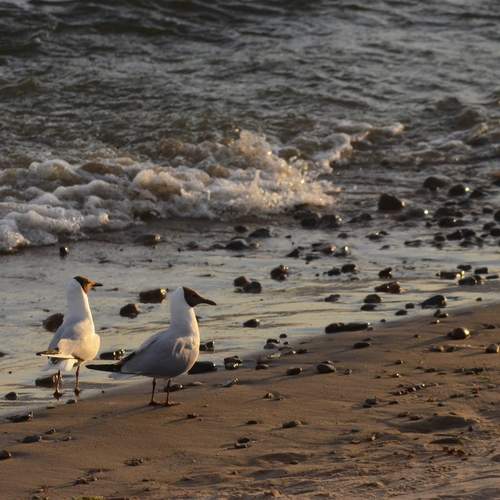 Photo #13723093