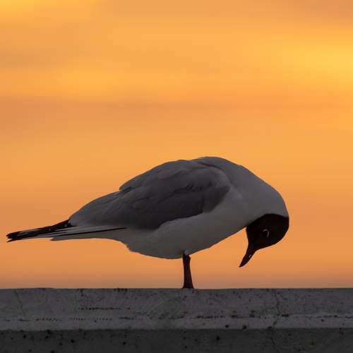 Photo #13723109