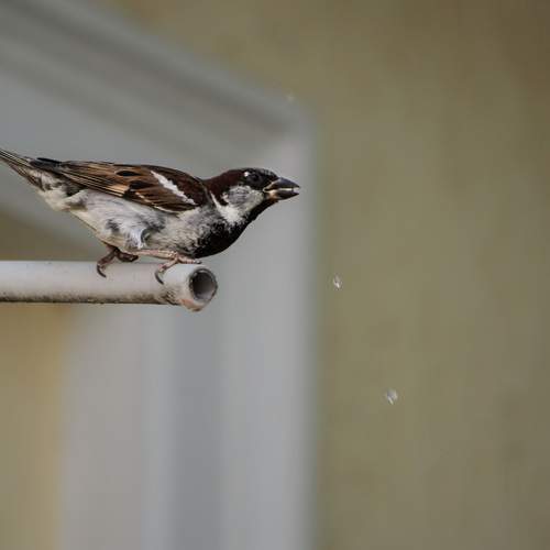 Photo #13723129