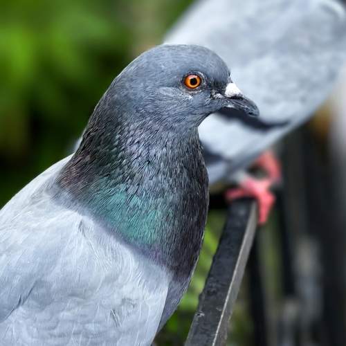 Photo #13723156