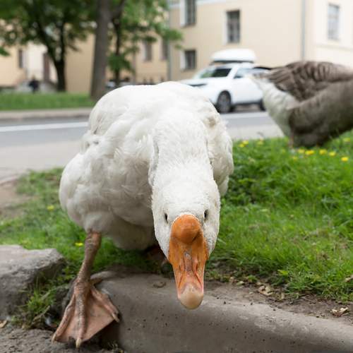 Photo #13723363