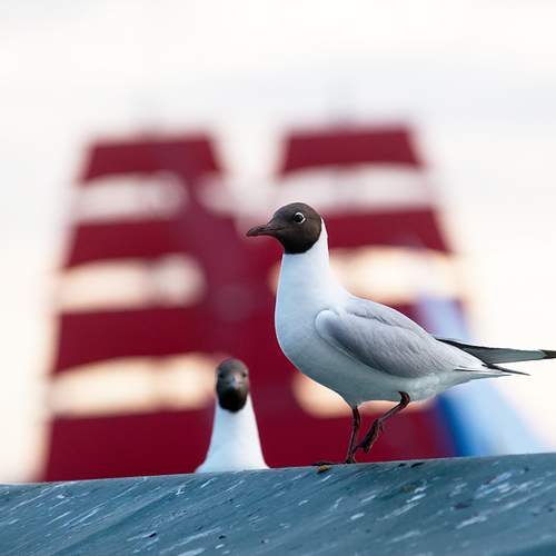 Photo #13723366