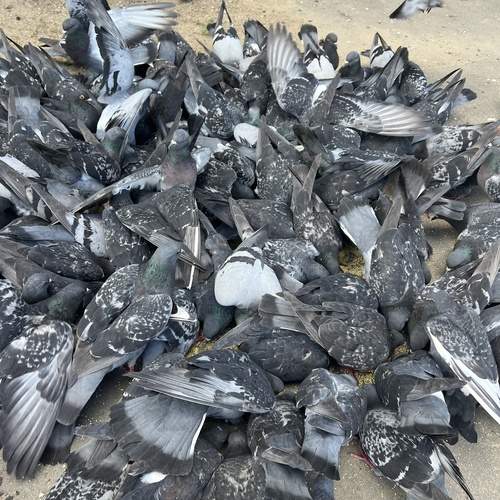 Photo #13723470