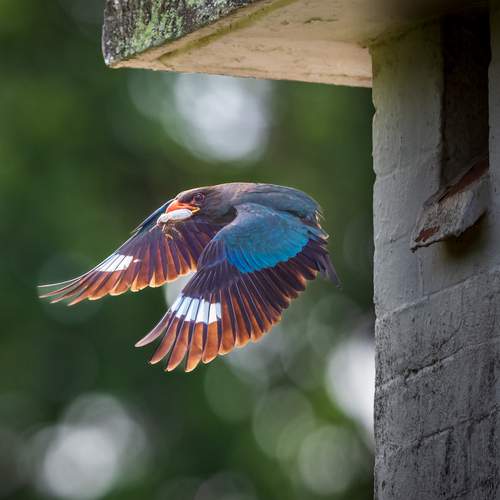 Wings of Love