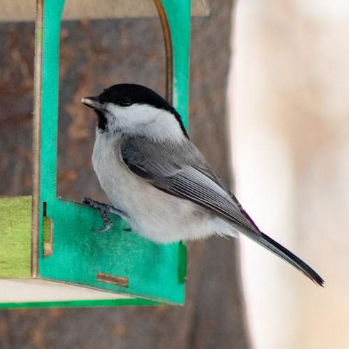 Photo #13723527