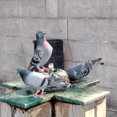 Photo #13723576
