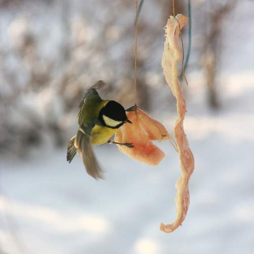 Photo #13723900