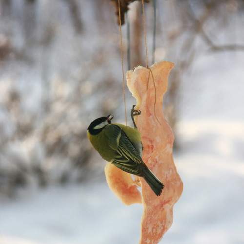 Photo #13723913
