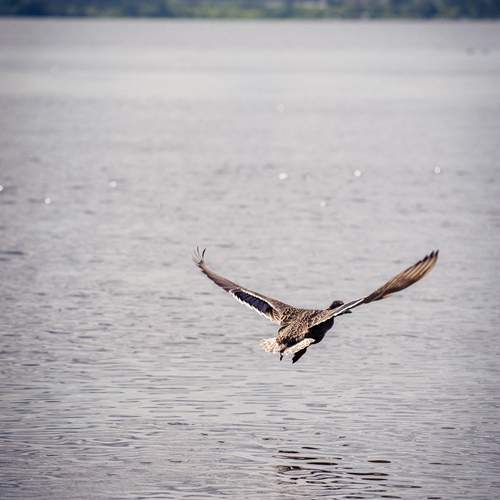 Photo #13724104