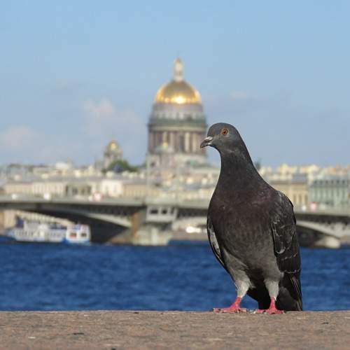 Птица Питера.