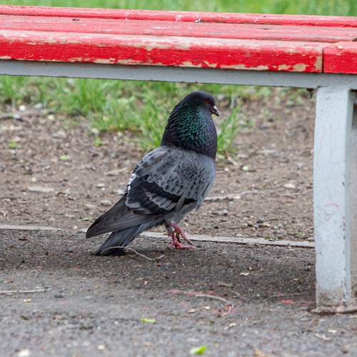 Photo #13724221