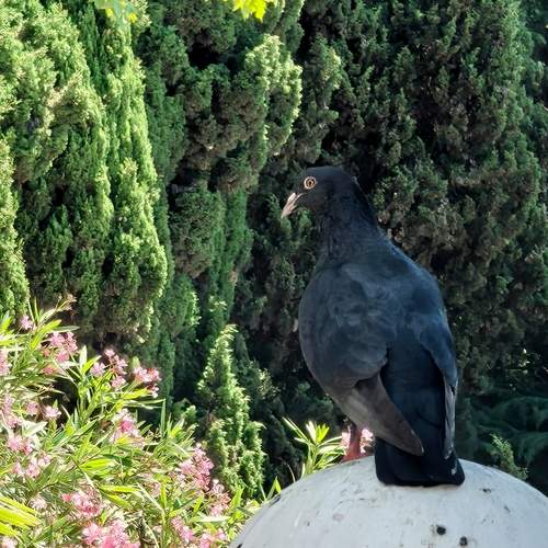 Photo #13724227