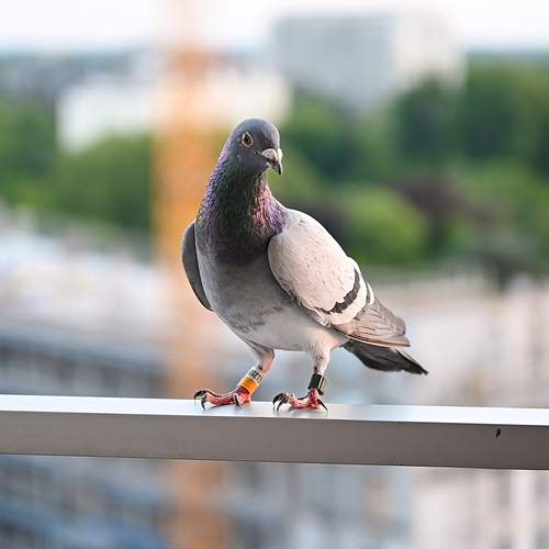 Photo #13724238