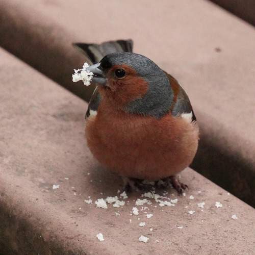 Photo #13724298