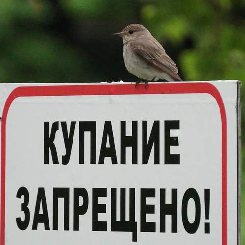 Photo #13724299