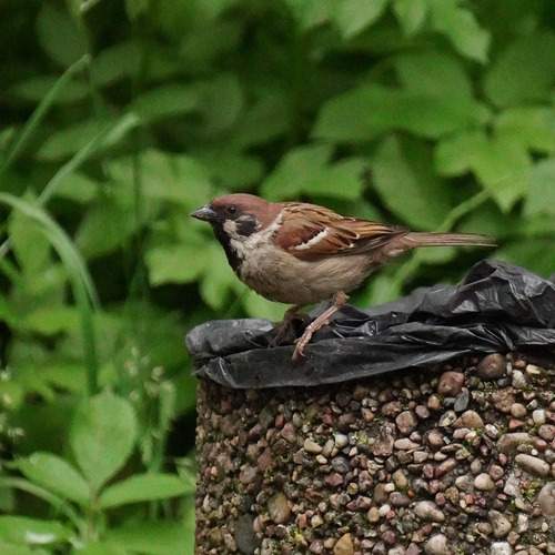 Photo #13724300