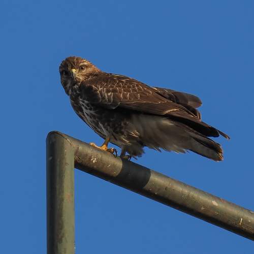 Photo #13724443