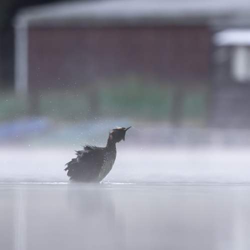 Photo #13724726