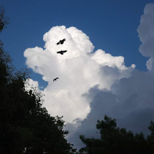 Photo #13724748