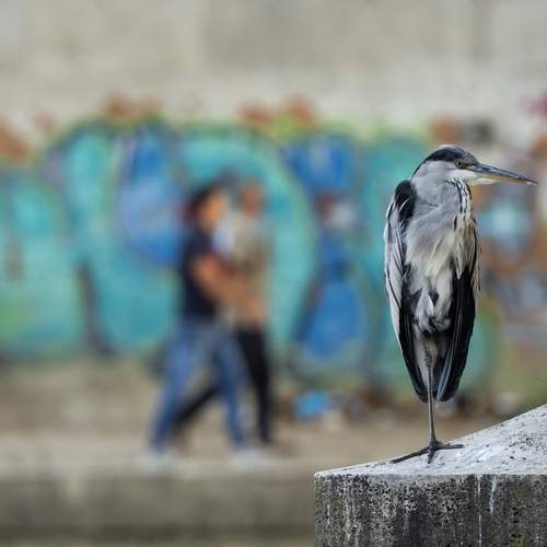 Street heron