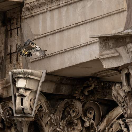 Photo #13725056