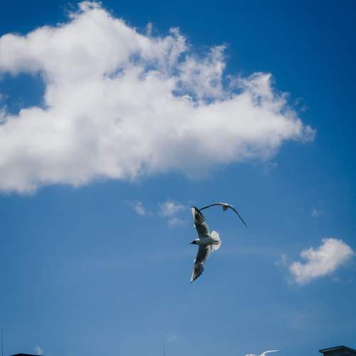 Photo #13725079