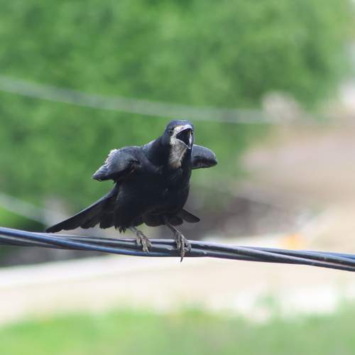 Photo #13725183