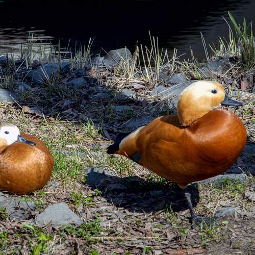 Photo #13725205