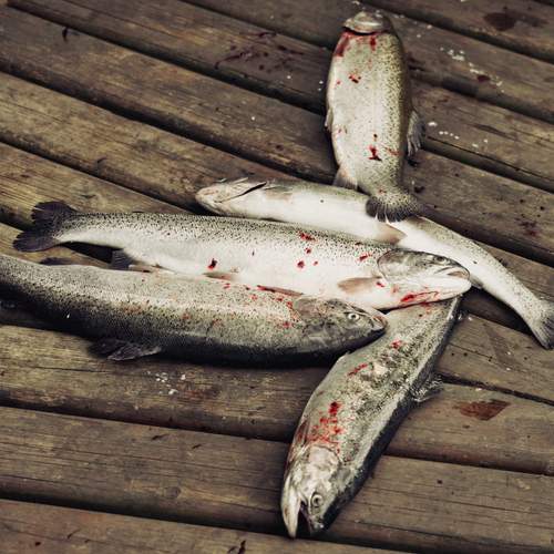 Photo #13725234