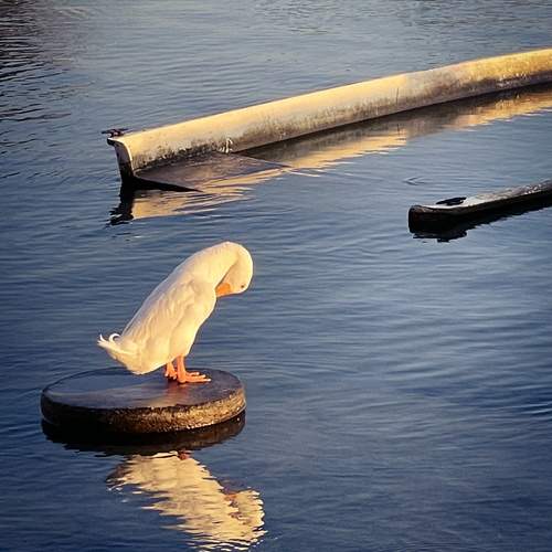 Photo #13725378